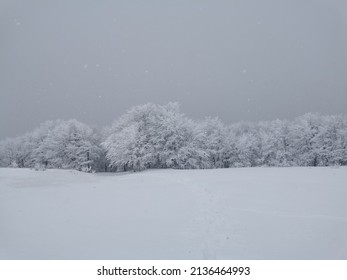 Winter Landscapes White Tress Under Snow