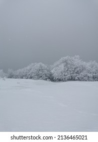 Winter Landscapes White Tress Under Snow