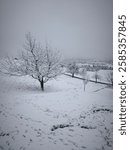 Winter Landschaft im Berner Oberland. Baum im Schnee an einem Morgen mit Nebel. 