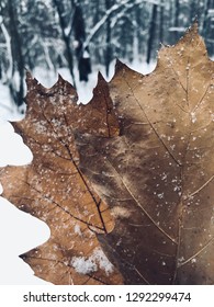 Winter Leafs in forest