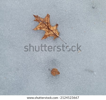 Similar – Image, Stock Photo A very special leaf