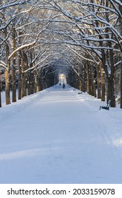 Winter lime alley with branches forming an arched arch over a pedestrian road in the snow vertical orientation - Shutterstock ID 2033159078