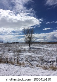 Winter lone tree