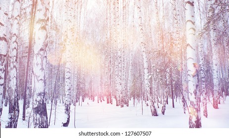 Winter Magic Birch Grove