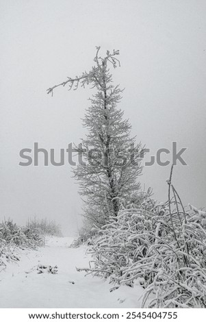 Similar – Silence in the winter forest