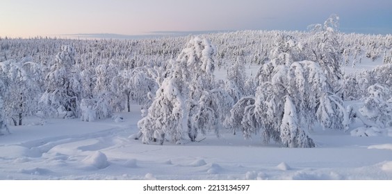 Winter Magic, Saariselkä, Lapland, Finland 