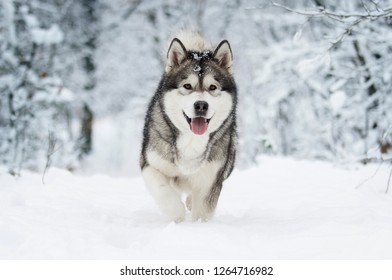 Winter Malamute Dog