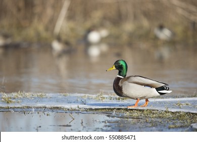 Winter Mallard Duck