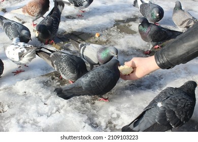 In winter, a man feeds pigeons in the park. Wild pigeons eat bread from the hands of a young Caucasian. Tame street birds