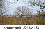 Winter marsh with bare willow trees in Bourgoyen nature reserve, Ghent, Belgium