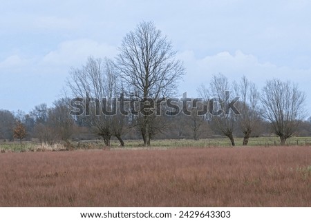 Winter marsh landscape with bare willow trees in Bourgoyen nature reserve, Ghent, Flanders, Belgium
