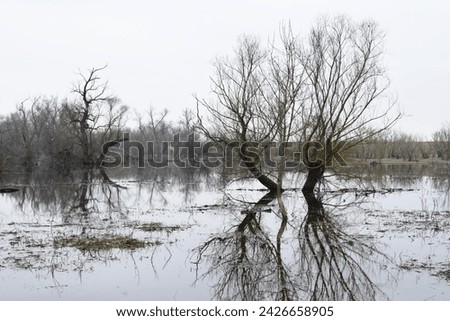Winter Marsh Landscape by the Morava River in Marchegg, Niederösterreich, Austria.