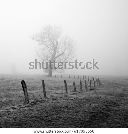 Winter Melancholy, Bare Tree and old Fence in Foggy Rural Landscape