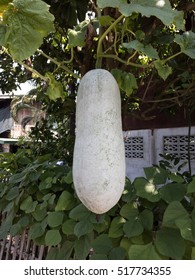 Winter Melon Fruits In The Gardens,Wax Gourd Or Chalkumra Or Winter Melon,Wax Gourd Field,Winter Melon In Fram,Closeup Hanging Garden, Melon And Pergola