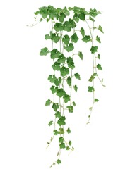 Winter Melon Or Wax Gourd Hanging Vines With Thick Green Leaves And Tendrils Isolated On White Background, Clipping Path Included.