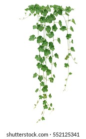 Winter Melon Or Wax Gourd Hanging Vines With Thick Green Leaves And Tendrils Isolated On White Background, Clipping Path Included.