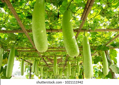 1,340 Winter melon tree Images, Stock Photos & Vectors | Shutterstock