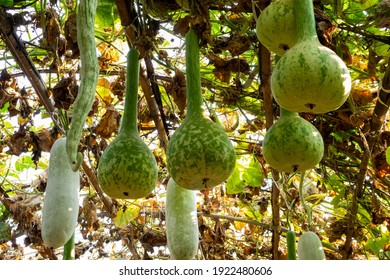 Winter Melonsnake Gourd Ash Gourd Plant Stock Photo 1922480606 ...