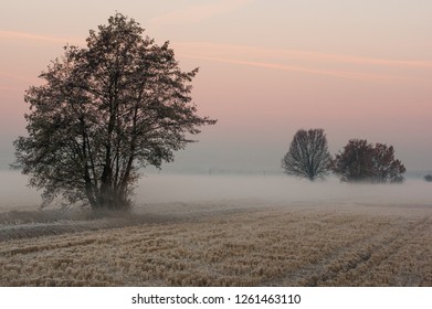 Winter In Milan With Fog 