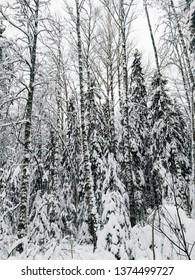 Winter mixed forest.