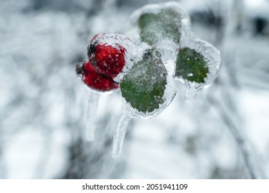Winter mood. Berry in ice. Natural freezing rain. Heavy freezing rain. ice cover. Crushed ice on snow berries. Ice berry. Icicles on frozen berries. 