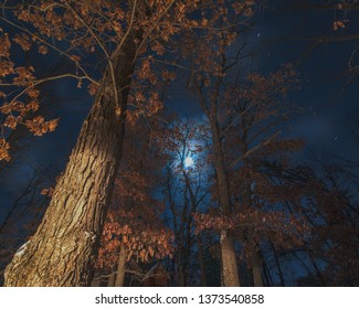 Winter moonlight with oak trees in the foreground - Governor Knowles State Forest - long exposure image on a cold winter night