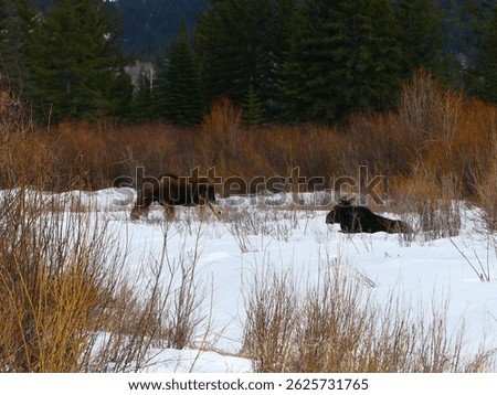 Winter moose waiting for spring