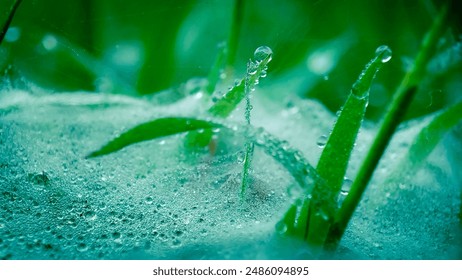 winter morning dew that sticks to spider webs. morning dew stuck to spider webs on the green grass. blurred morning dew background - Powered by Shutterstock