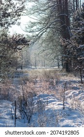 Winter Morning In The Forest. Snowy Forest. Sunny Morning In A Snowy Forest. Vertical Frame.