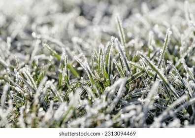 Winter morning frost on the grass in the field