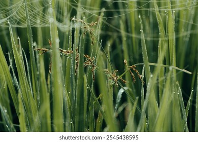 winter morning, misty morning, Golden Hour, Rice Fields: Where the Magic Happens, The Rice Fields, Awe-Inspiring in the Morning Light - Powered by Shutterstock