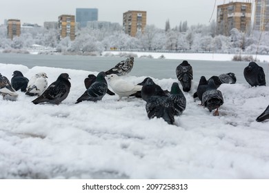 Winter morning in the snow-covered embankment of the city of Donetsk. a flock of pigeons eating grains in the snow