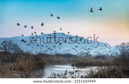 Winter and morning view of a group of wild goose flying on the water and trees at Hwapocheon Wetland Ecological Park of Twerae-ri near Gimhae-si, South Korea
