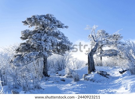 Winter and morning view of hoar frost on the tree of spreading yew(Taxus cuspidata) on Taebaeksan Mountain near Taebaek-si, South Korea
