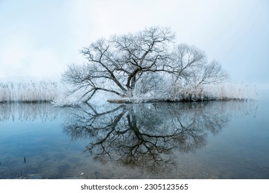 Winter and morning view of hoarfrost on reed and Red Leaf Willow with reflection on water at Namhan River near Chungju-si, South Korea
