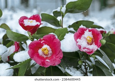 Winter and morning view of snow covered camellia with red flower and green leaf Namyangju-si, South Korea
