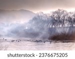 Winter and morning view of sunlight on egrets standing on ice against fog and trees at Hwapocheon Wetland Ecological Park near Gimhae-si, South Korea
