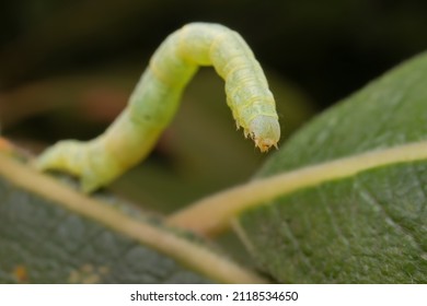 The Winter Moth Caterpillar On A Leaf