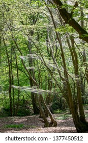 Winter Moth Caterpillar (Operophtera Brumata) Are A Looper Caterpillar And Spin Silk Threads Across Forest, Destroying The Leaves And Foilage Of Usually Oak Trees