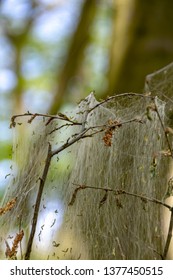 Winter Moth Caterpillar (Operophtera Brumata) Are A Looper Caterpillar And Spin Silk Threads Across Forest, Destroying The Leaves And Foilage Of Usually Oak Trees