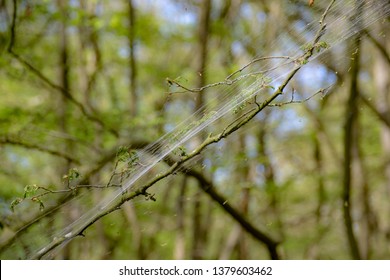 Winter Moth Caterpillar (Operophtera Brumata) Are A Looper Caterpillar And Spin Silk Threads Across Forest, Destroying The Leaves And Foilage Of Usually Oak Trees