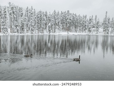 Winter Mountain lake with Canadian Geese - Powered by Shutterstock