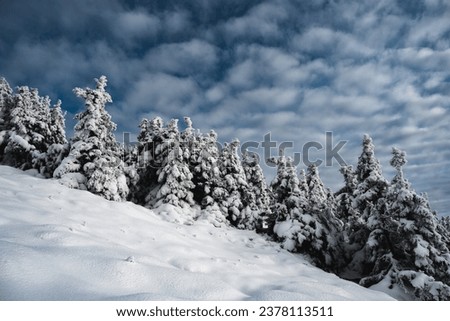 Winter mountain landscape with pine trees covered in snow and blue cloudy sky in Krkonose, Czech republic