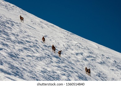 winter mountain landscape of the Tatra Mountains 