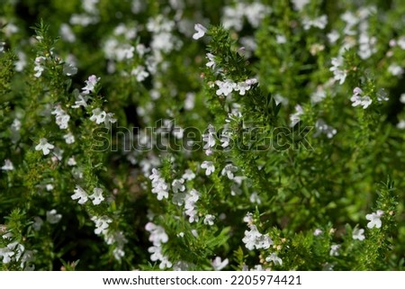 winter mountain savory blooming with a huge number of small white flowers