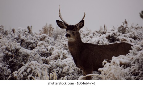 Winter Mule Deer Northern Nevada