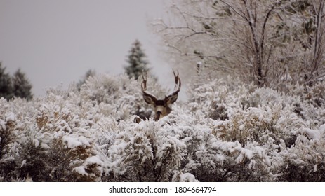 Winter Mule Deer Northern Nevada