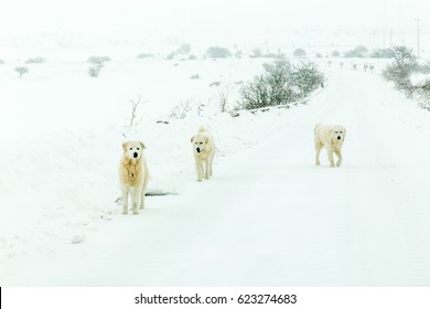 Winter In Murgia National Park . This And Others Images Are In Premium Collection   (getty Images, Adobe Stock....)  Https://www.eyeem.com/search?q=giuseppe+schiavone+&sort=relevance