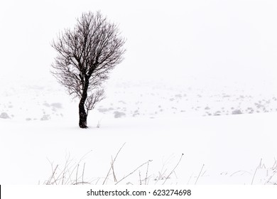 Winter In Murgia National Park . This And Others Images Are In Premium Collection  (getty Images, Adobe Stock....)  Https://www.eyeem.com/search?q=giuseppe+schiavone+&sort=relevance