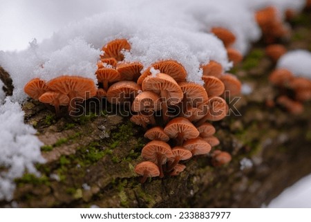 Winter mushroom grown on a trunk in the forest in cold season. Enoki, a species of Flammulina Velutipes also known as Velvet Foot. Edible plants in nature